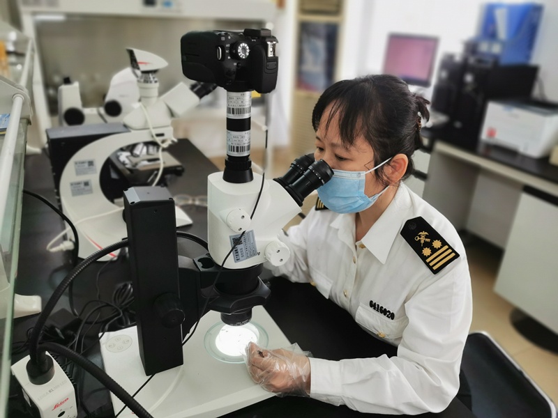 海口美兰机场海关关员在初筛实验室进行显微镜镜检_副本
