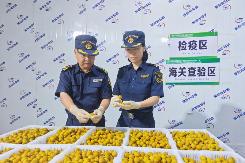 荔香未尽龙眼香 海关助力2026年茂名首批鲜龙眼出海